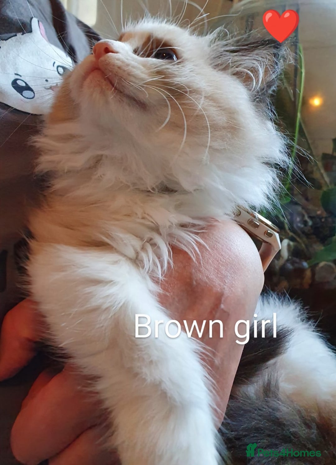Ragdoll cats for sale: Ragdoll kittens GCCF registered ONE GIRL LEFT £995 - Advert 2
