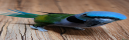 Parakeets birds for sale: Chinese Parakeet Derbyan Parakeet friendly - Advert 16