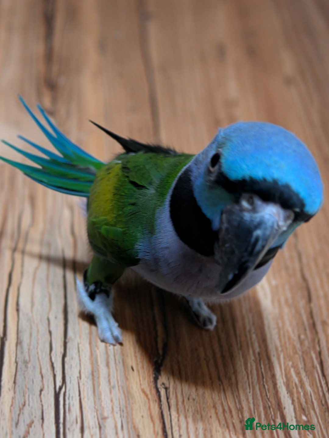Parakeets birds for sale: Chinese Parakeet Derbyan Parakeet friendly - Advert 16