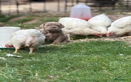Mixed Breed dogs for sale: Beautiful lilac cane Corso x bulldog pups  - Image 4