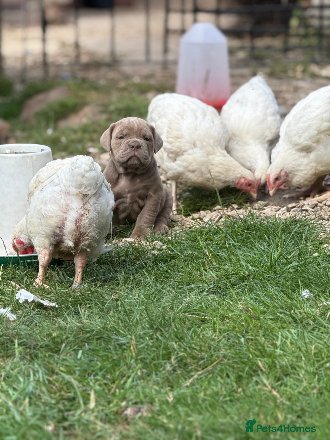 Mixed Breed dogs for sale: Beautiful lilac cane Corso x bulldog pups  - Image 4