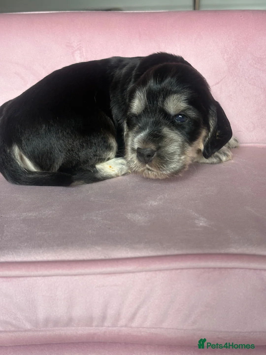 Mixed Breed dogs for sale: RARE MINIGOLDEN RETRIEVERS/DAKOTA SPORT RETRIEVERS - Advert 30