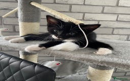 Mixed Breed cats for sale: READY NOW 2 Half-Ragdoll Kittens LEFT ❤️ REDUCED - Image 4