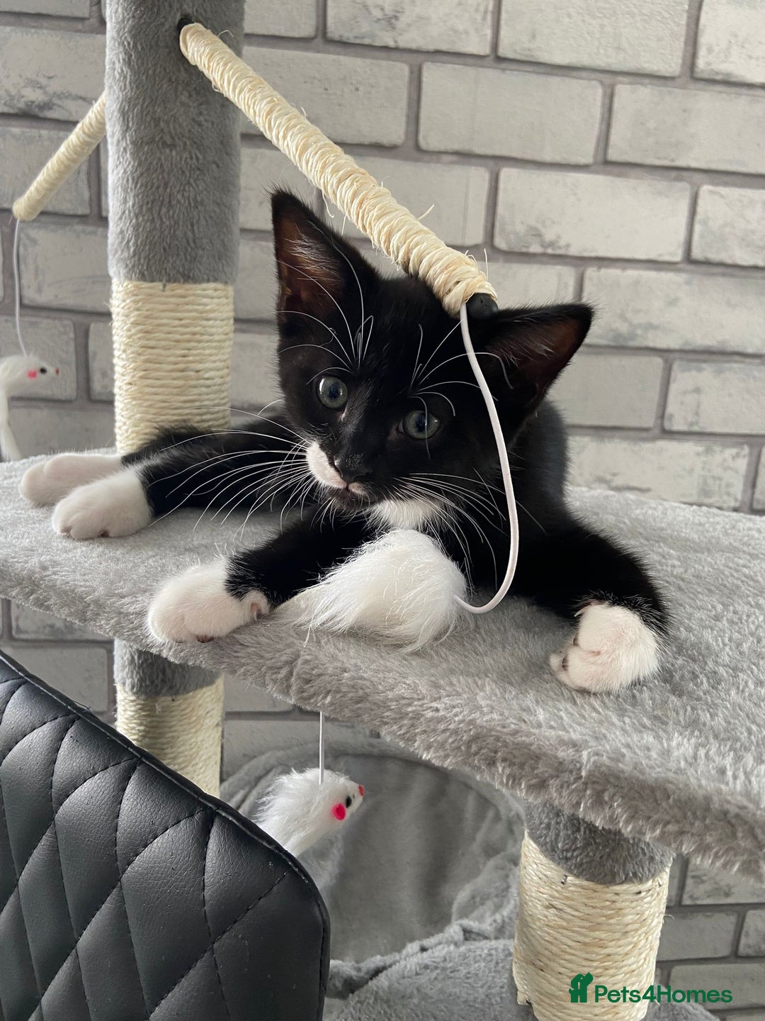 Mixed Breed cats for sale: READY NOW 2 Half-Ragdoll Kittens LEFT ❤️ REDUCED - Image 4