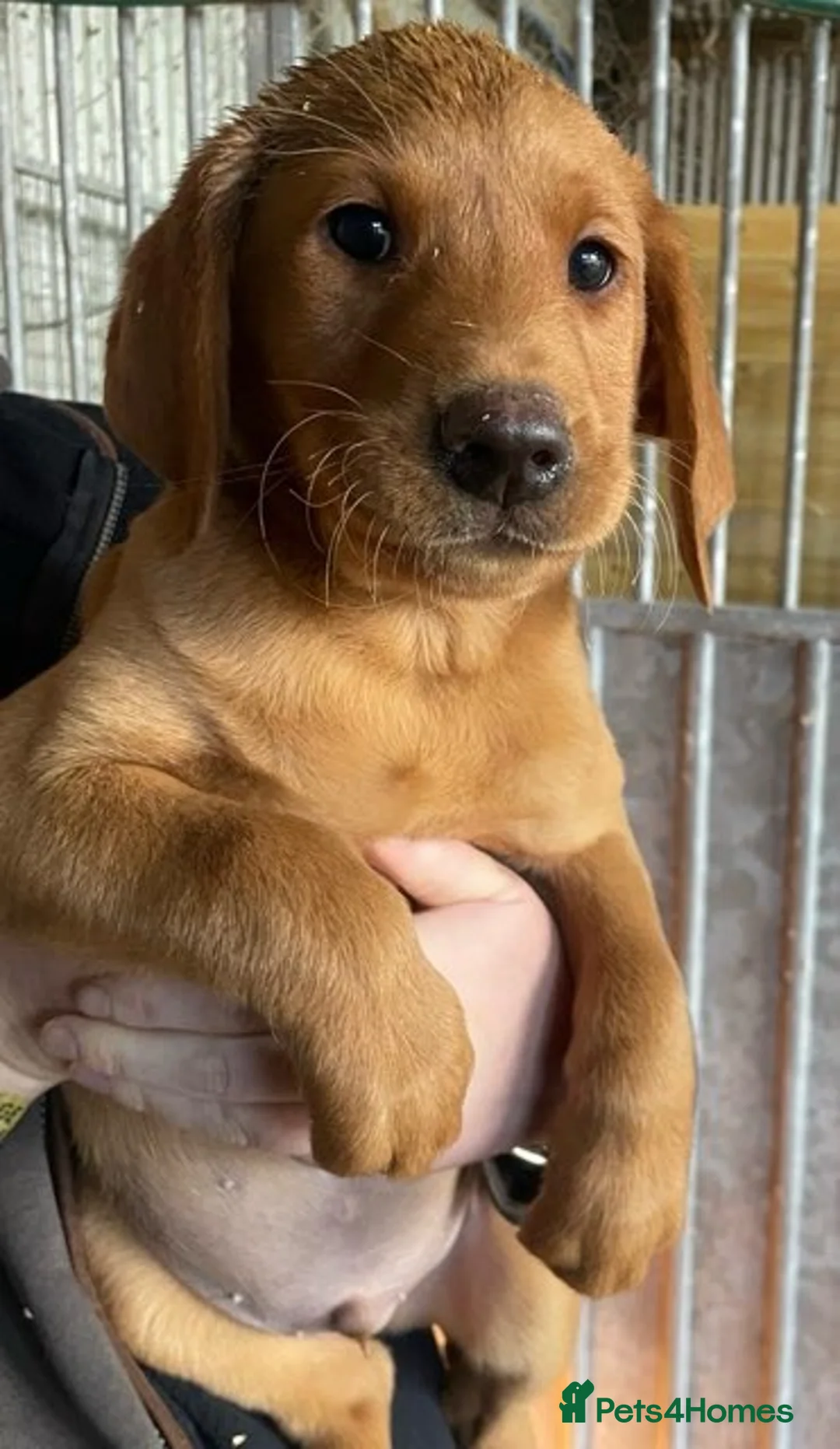 Labrador Retriever dogs for sale: Fox Red working Labrador puppies in Tamworth - Advert 2
