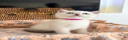 British Shorthair cats for sale: Cuteness overload♥️ British shorthair/chinchillas  - Advert 35