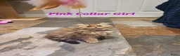 Persian cats for sale: 💖Beautiful Pedigree Chinchilla Persian Kittens.  - Advert 7