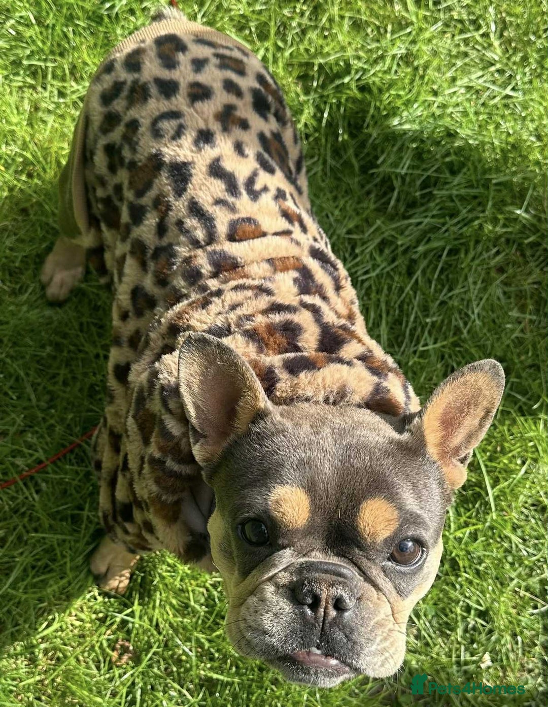 French Bulldog dogs for sale: Female French bulldog  - Advert 3