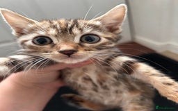 Bengal cats for sale: Beautiful bengal  - Image 11