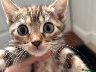 Bengal cats - Advert 12