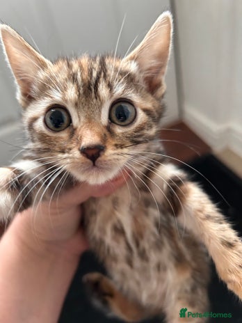 Bengal cats - Advert 13