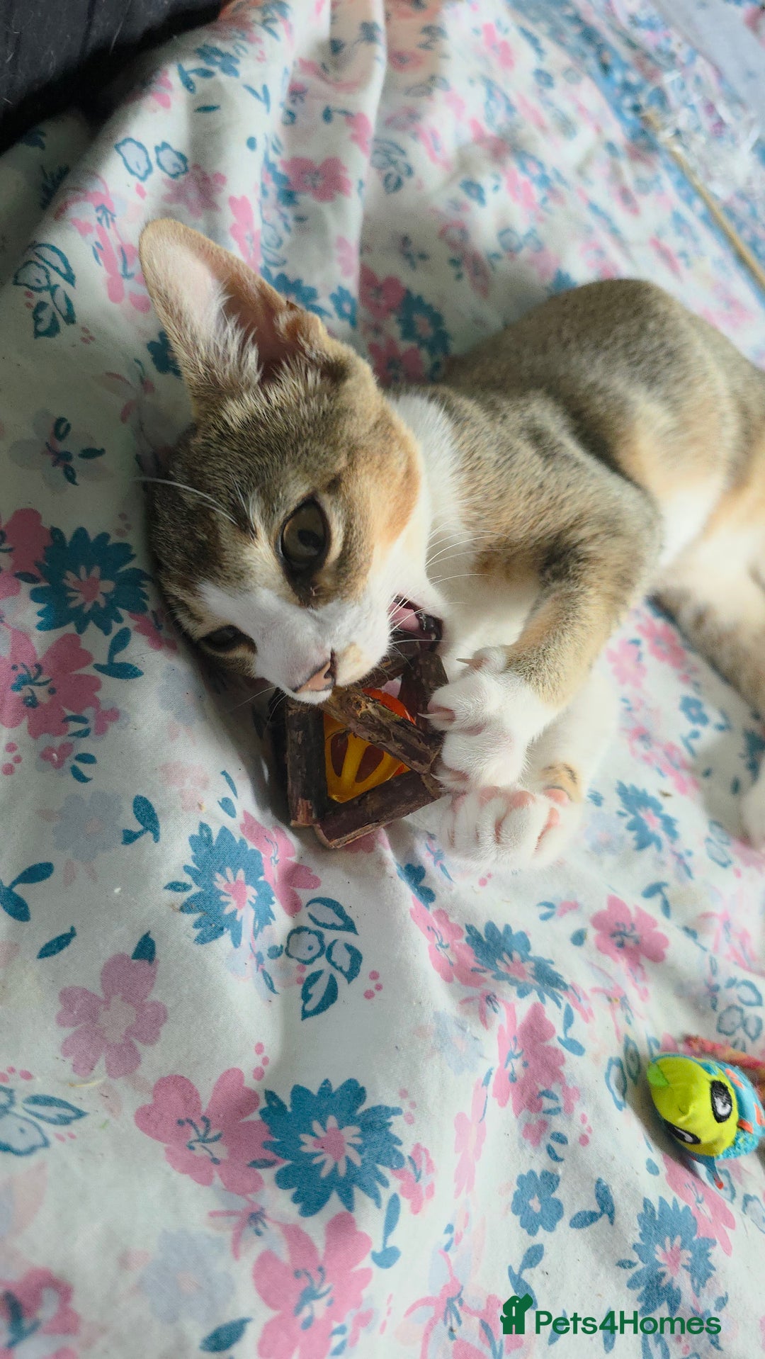 Singapura cats for sale: Accidental Singapura x Abyssinian x Moggie in Lowestoft - Image 7