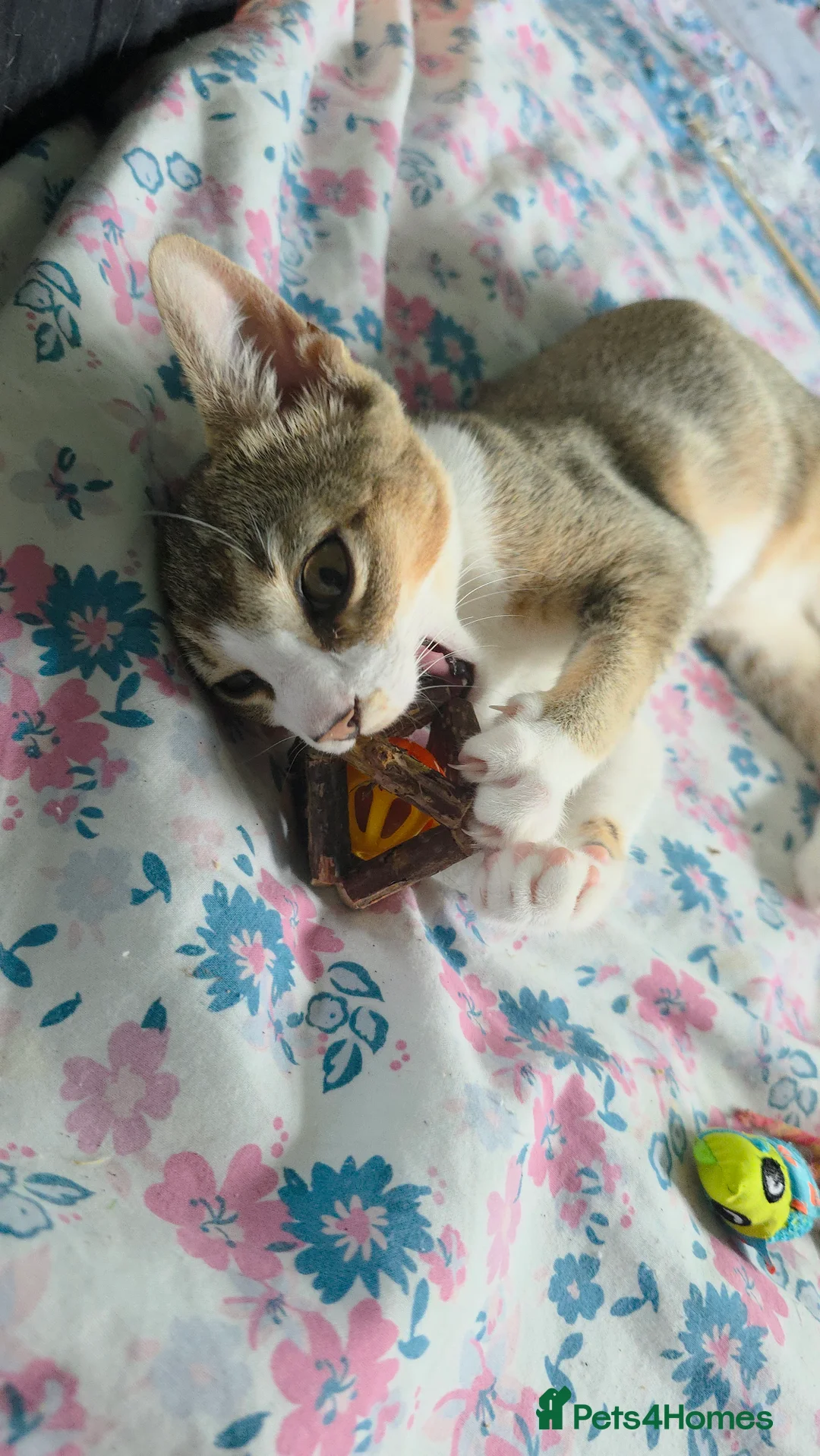 Singapura cats for sale: Accidental Singapura x Abyssinian x Moggie in Lowestoft - Advert 9