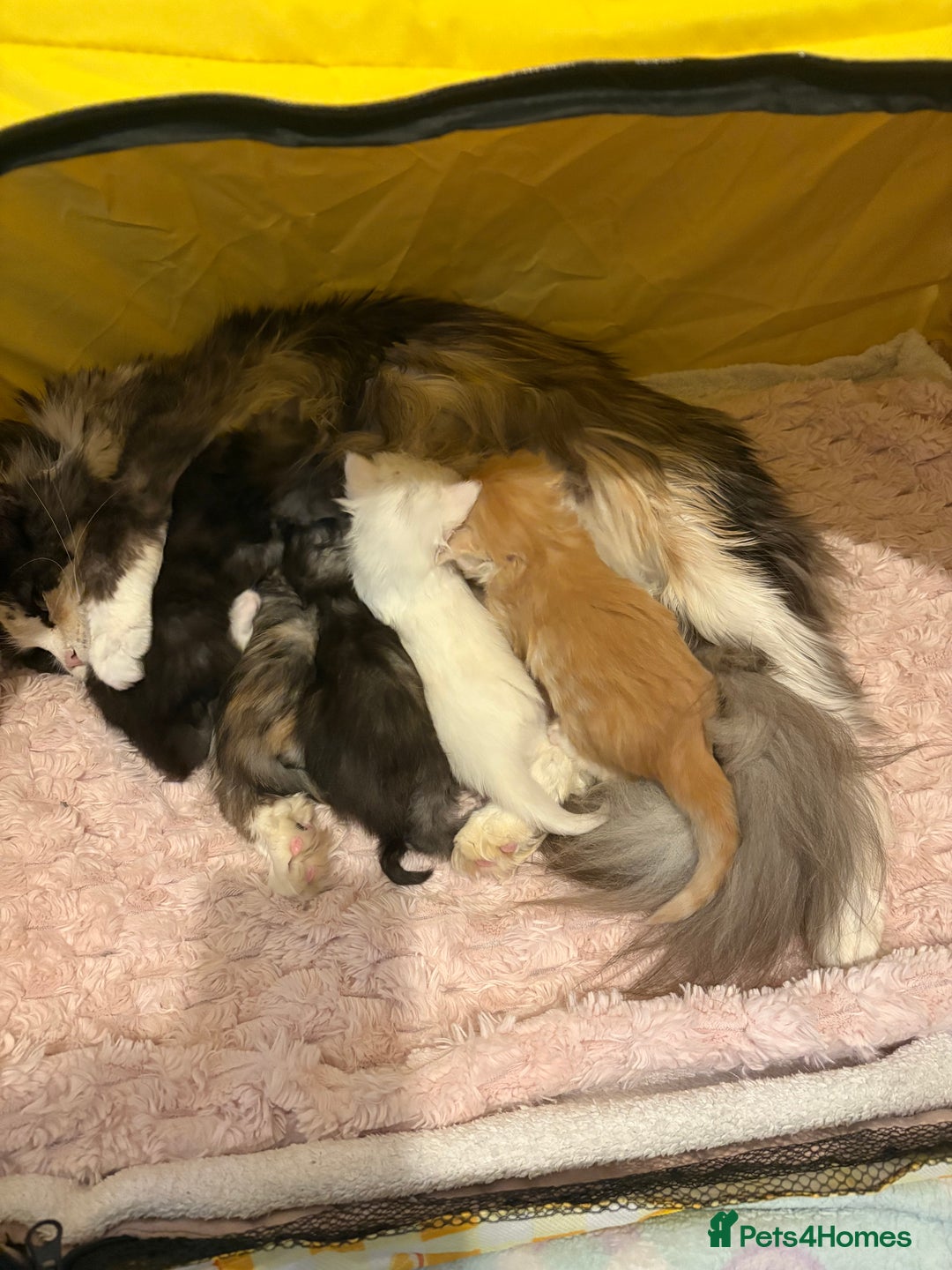 Mixed Breed cats for sale: Stunning Maine coon x Scottish Fold kittens - Advert 5