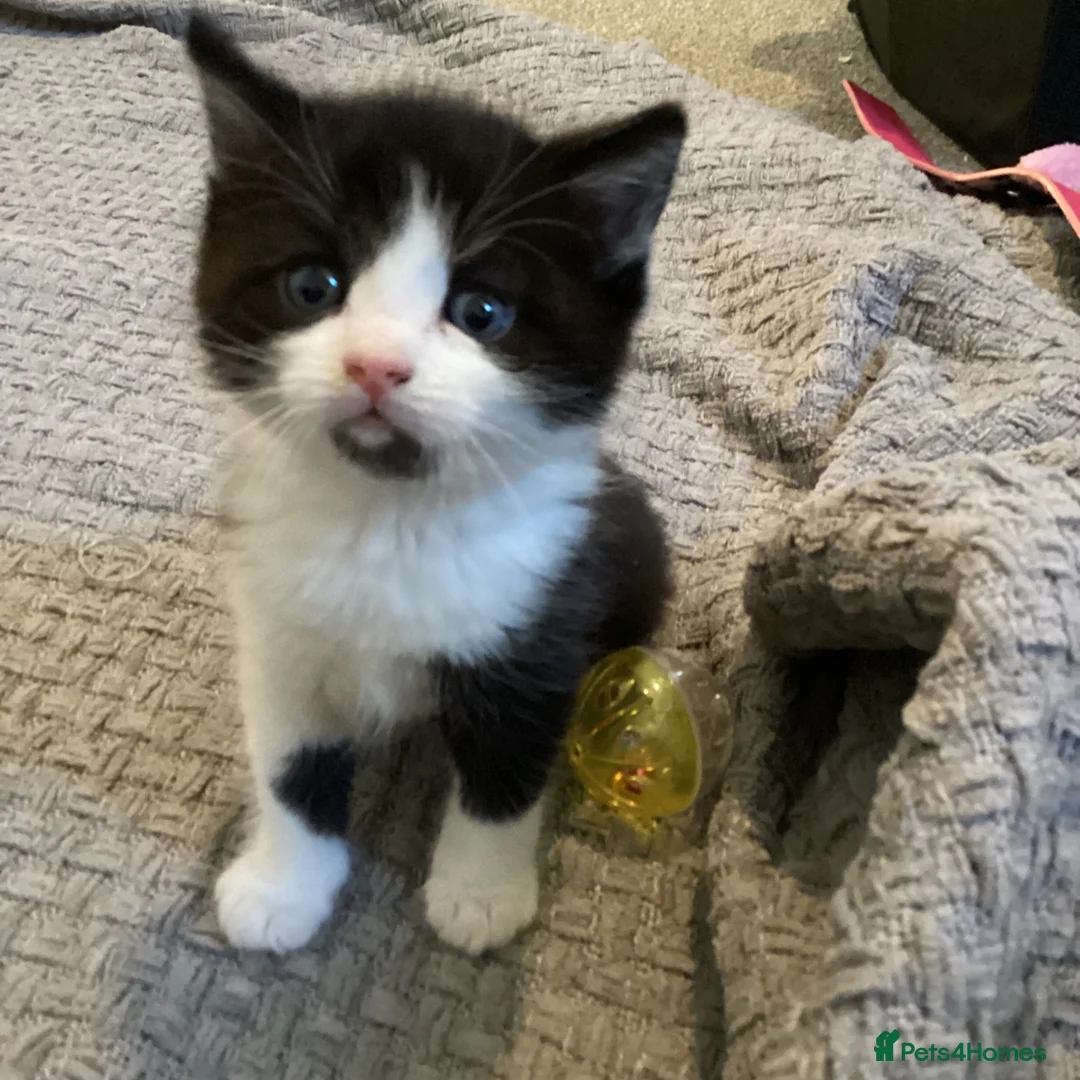 Scottish Fold cats for sale: Scottish fold British shorthair  - Advert 2