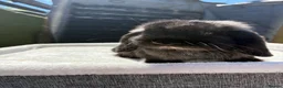 Dwarf Lop rabbits for sale: Stunning black self boy  - Advert 2