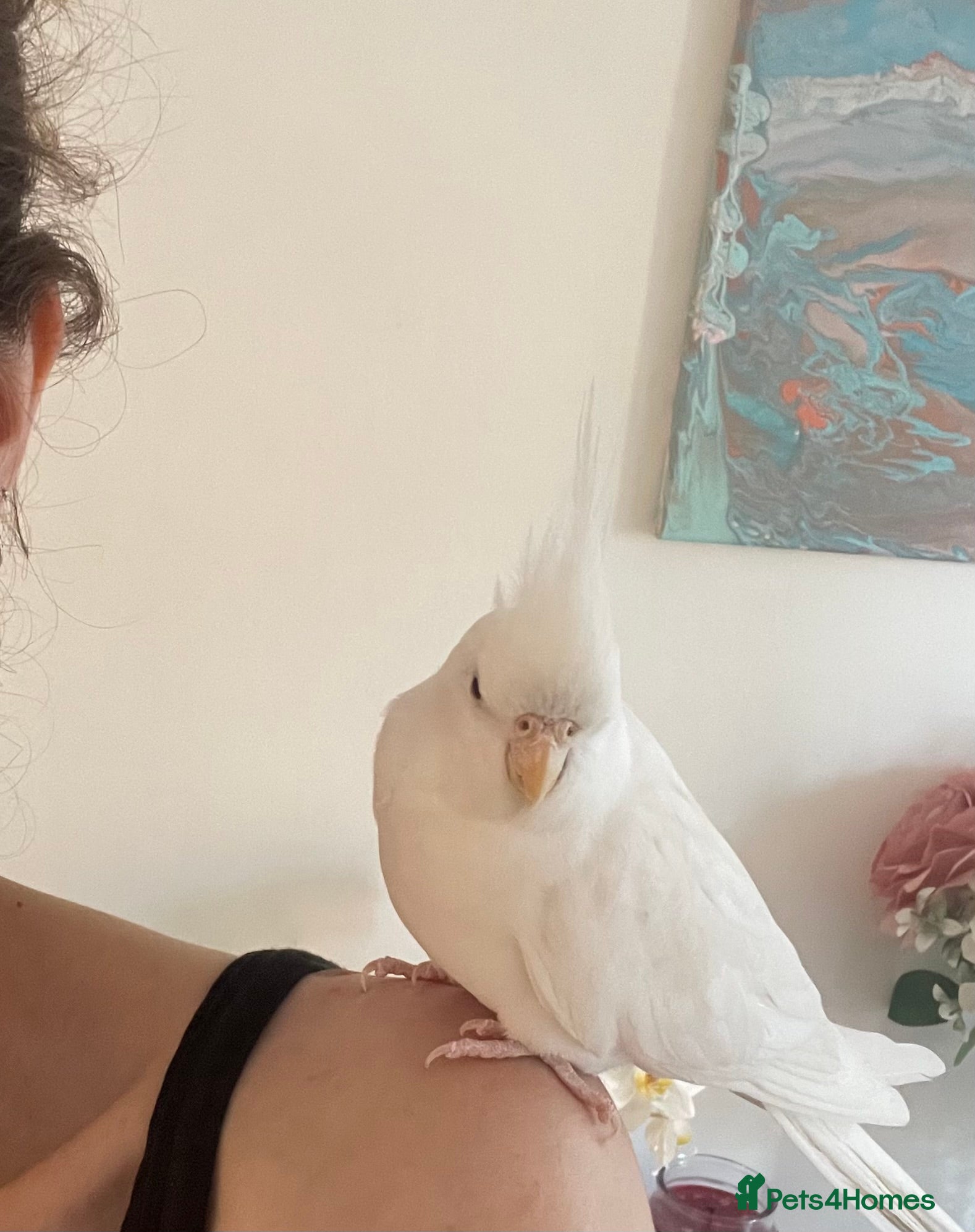 Cockatiels birds Talking Male Cockatiel + Companion & Full Setup in Redditch - Advert 6