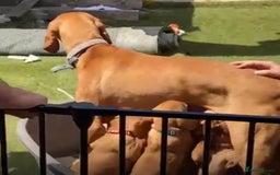 Hungarian Vizsla dogs for sale: Hungarian Vizsla - Image 3