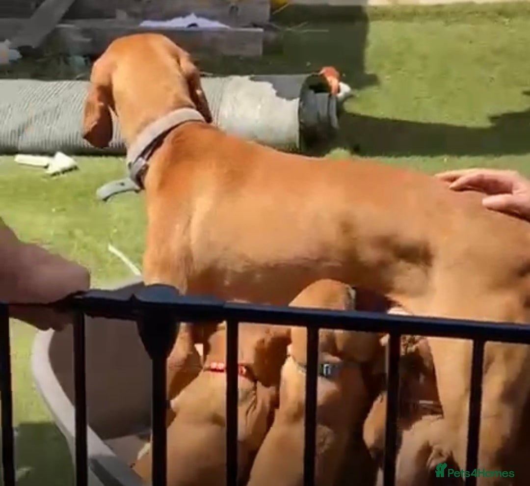Hungarian Vizsla dogs for sale: Hungarian Vizsla - Image 3