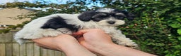 Shihpoo dogs for stud: Otis in Derby - Advert 5