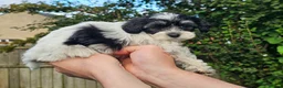 Shihpoo dogs for stud: Otis in Derby - Advert 5