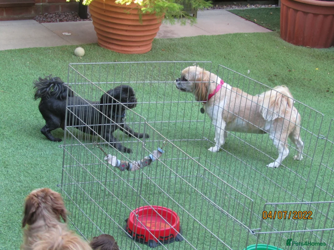 Shih Tzu dogs for stud: Bailey for stud in Spalding - Advert 1