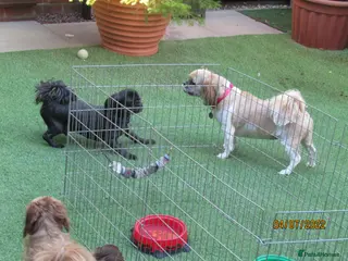 Shih Tzu dogs Bailey for stud in Spalding - Advert 5