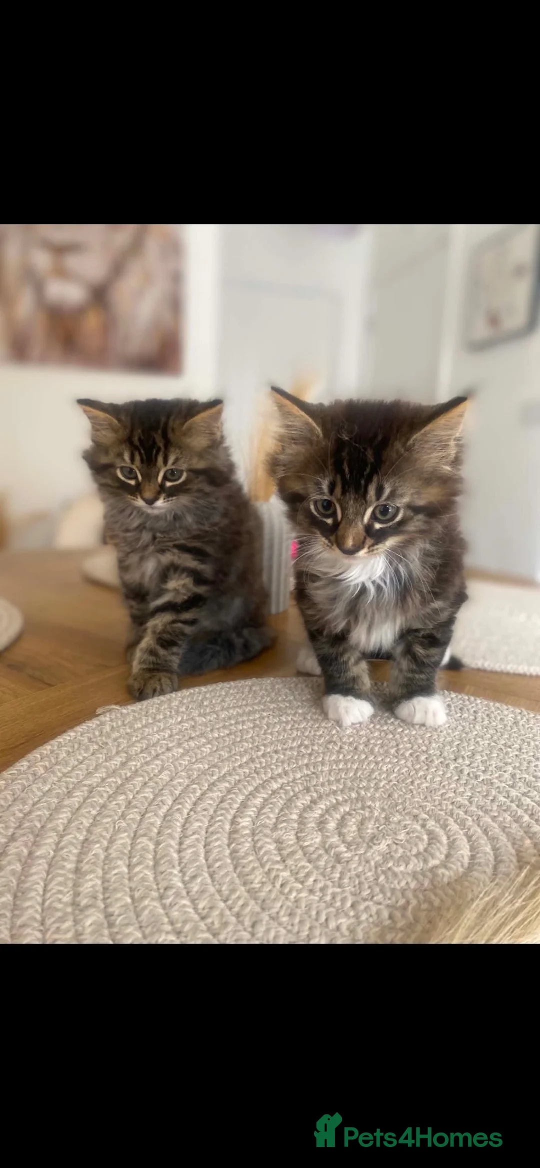 Maine Coon cats for sale: King Maine coones👑 - Advert 2