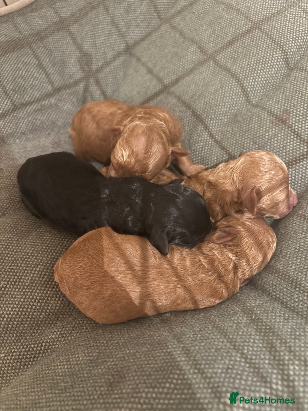 Toy Poodle dogs for sale: Beautiful solid colour toy poodle puppies - Advert 4