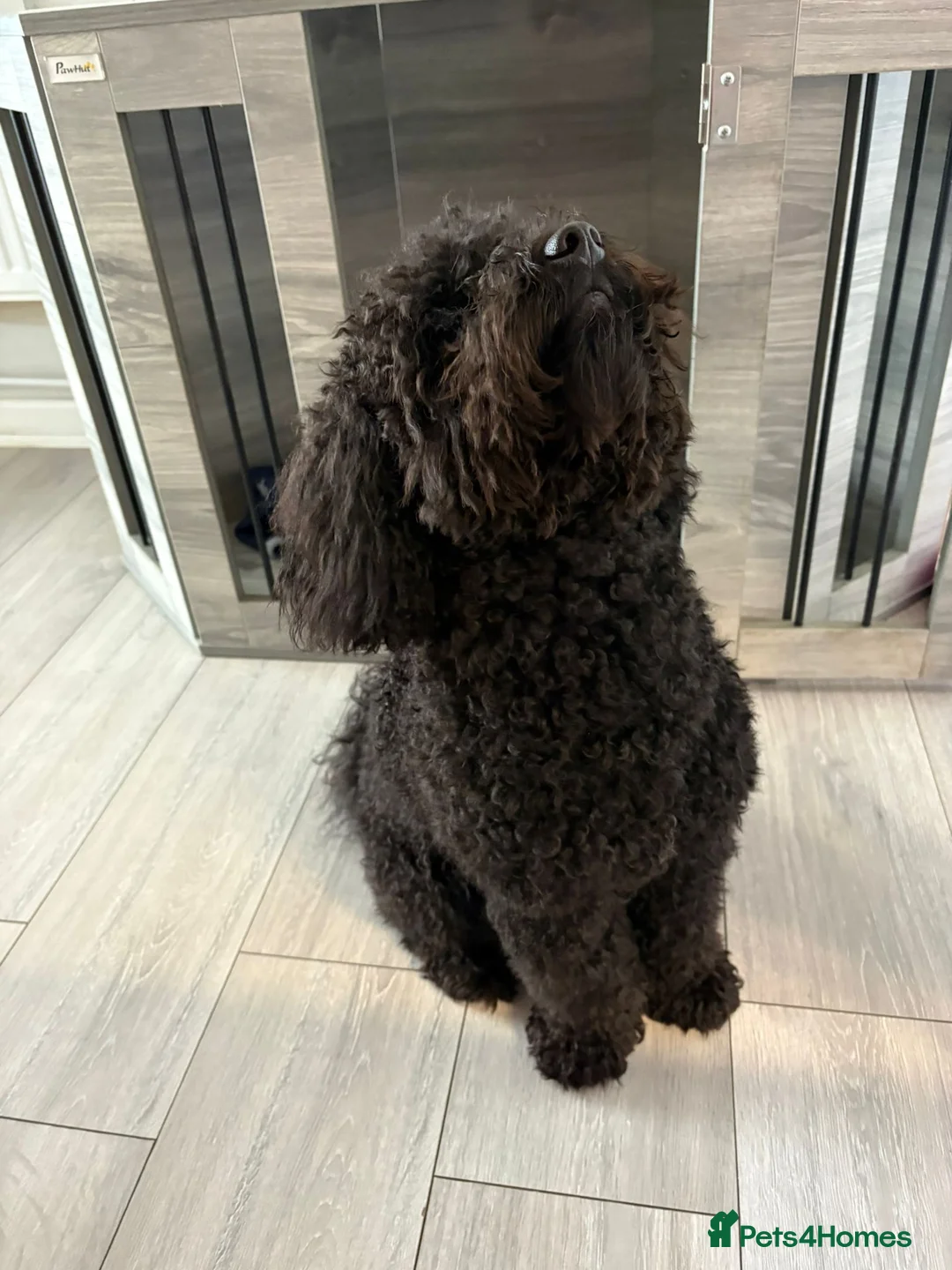 Toy Poodle dogs for sale: Kc registered toy poodle male black  in Bicester - Advert 8