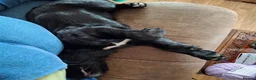 Cocker Spaniel dogs for sale: Adorable Female Tuxedo Cocker Spaniel  - Advert 8