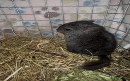Chinchilla rodents for sale: { Still available female med ebony kit )  £80  - Image 5