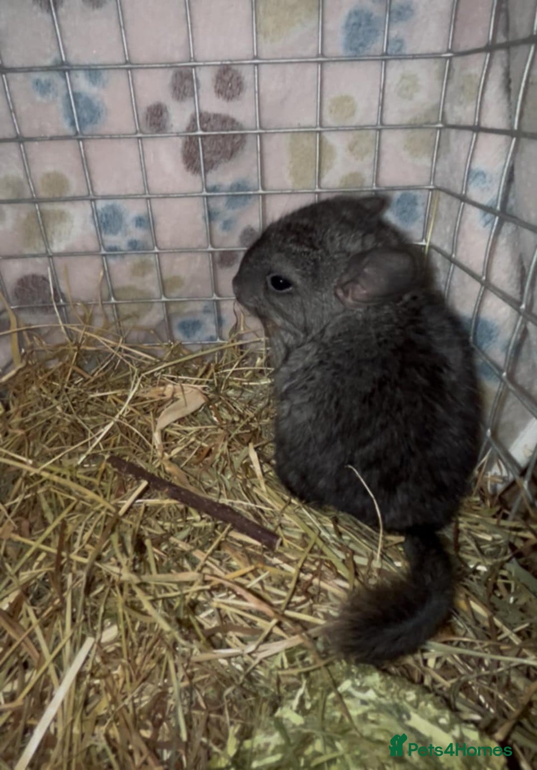 Chinchilla rodents for sale: { Still available female med ebony kit )  £80  - Image 5
