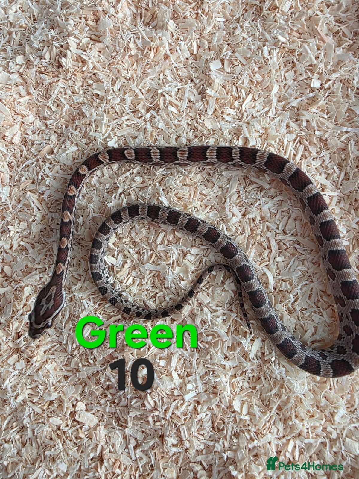 Corn Snake reptiles for sale: Various Cornsnakes avilable  - Advert 25