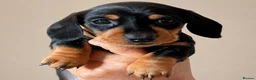 Miniature Dachshund dogs for sale: Licensed. Min smooth, kc/pra clear ready 25/5  - Advert 29