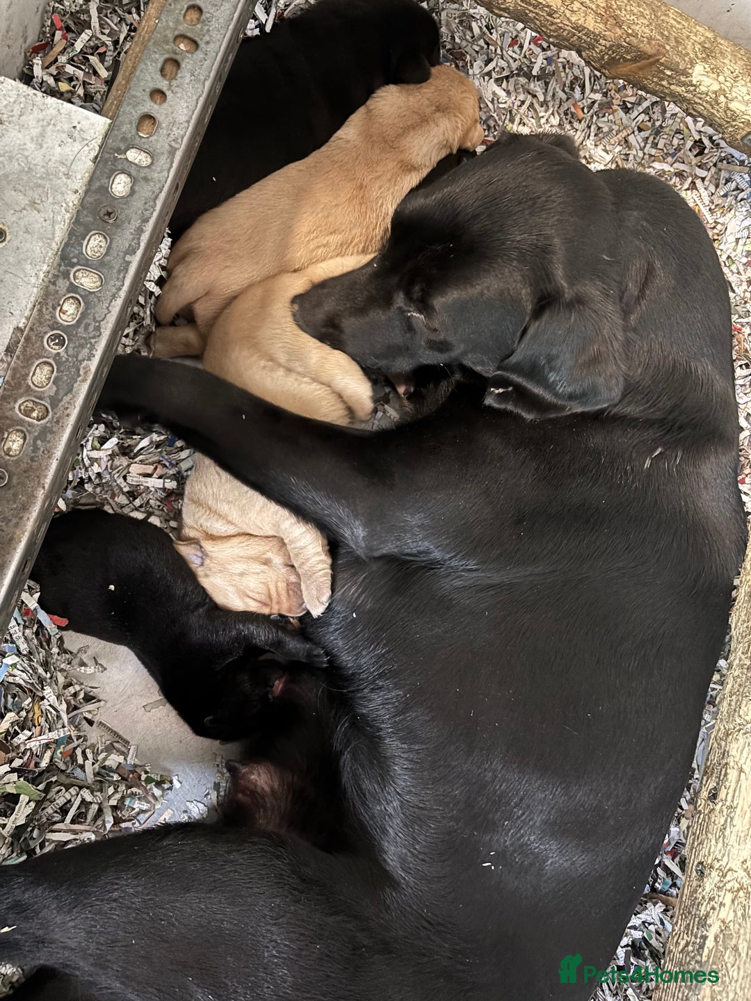 Labrador Retriever dogs for sale: Beautiful Health Checked Female KC Reg Lab Pup - Image 12