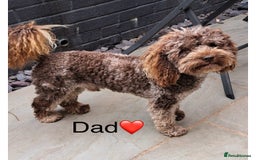 Cockapoo dogs for sale: Beautiful Cockapoo pups ready 22/11/2025 - Image 3