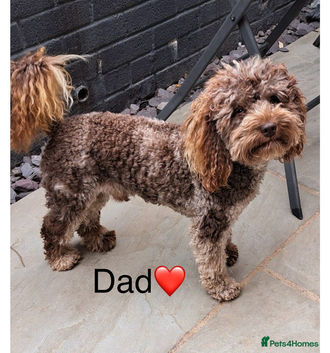 Cockapoo dogs for sale: Beautiful Cockapoo pups ready 22/11/2025 - Image 3