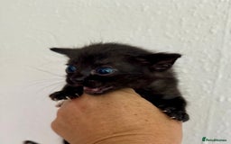 Bengal cats for sale: 4 pure bangal and 5 bengal x kittens - Image 11