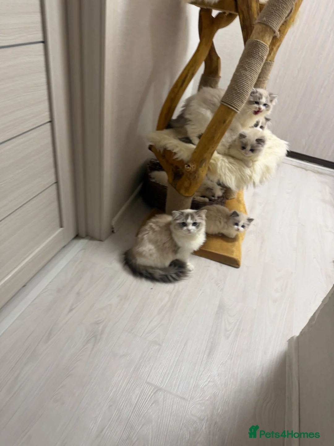 Ragdoll cats for sale: 2 Ragdoll boys from amazing parents  - Advert 1