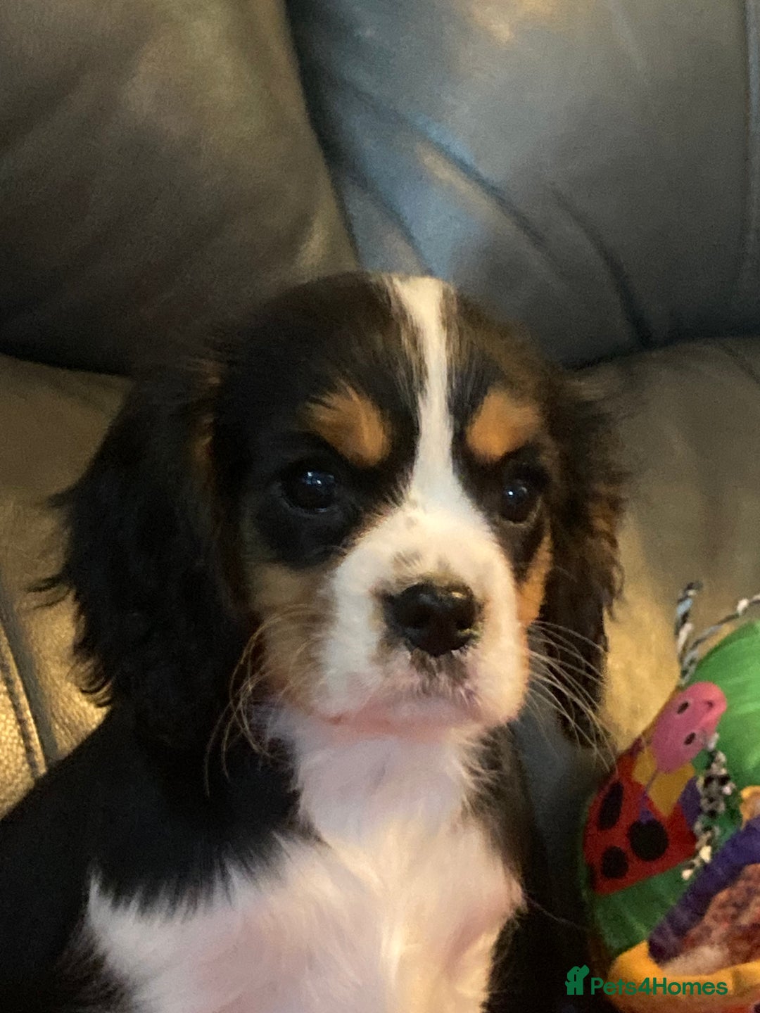 Cavalier King Charles Spaniel dogs for sale: Dna tested cavalier puppies - Advert 9