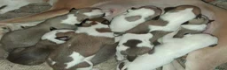 Whippet dogs for sale: Whippet Puppies in Dollar - Advert 12