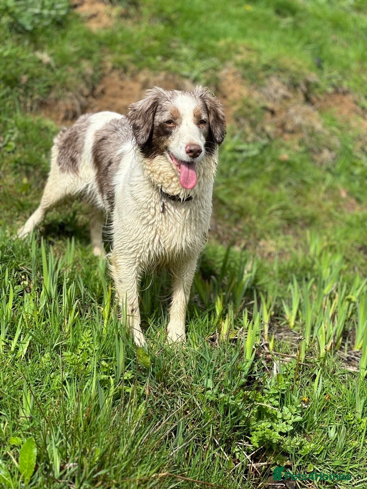 Mixed Breed dogs Beautiful Cocker X - Advert 16