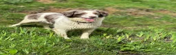 Mixed Breed dogs for sale: Beautiful Cocker X pups  - Advert 2