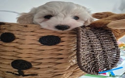 Mixed Breed dogs for sale: F1 Cockapoo and Maltipoo hybrid - Image 8