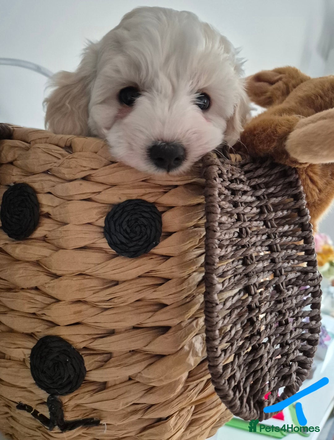 Mixed Breed dogs for sale: F1 Cockapoo and Maltipoo hybrid - Image 8