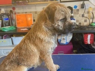 Border Terrier dogs in Maidstone - Advert 6