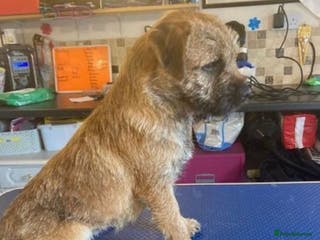 Border Terrier dogs MEET BODIE in Maidstone - Advert 2