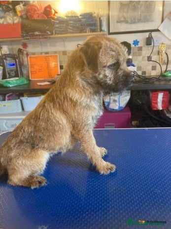 Border Terrier dogs for stud in Maidstone - Advert 5