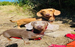 Dachshund dogs for sale: 1 gorgeous sausage dog boy  - Image 8